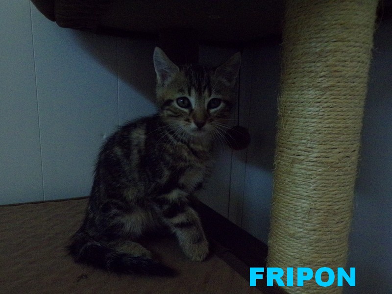FRIPON Fripon23