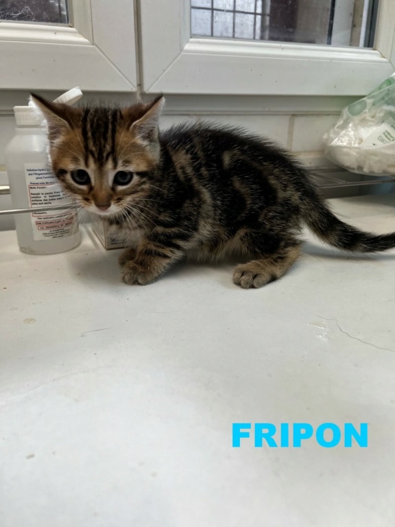 FRIPON Fripon24