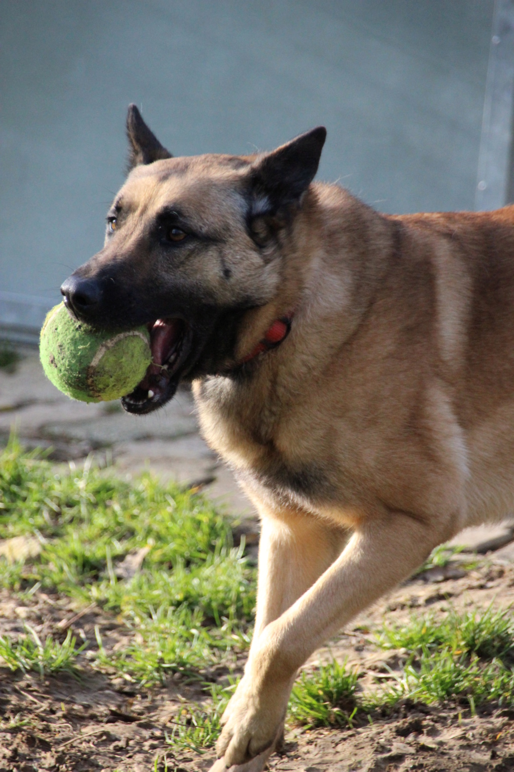 NEMO Magnifique X malinois mars 2018 - Page 2 Img_5731