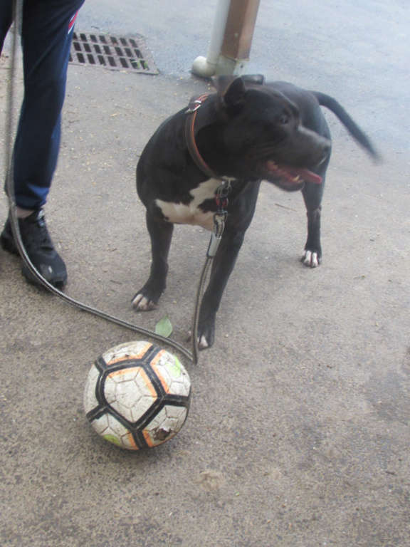 LOKO Mâle x terrier de 2015. Img_7240