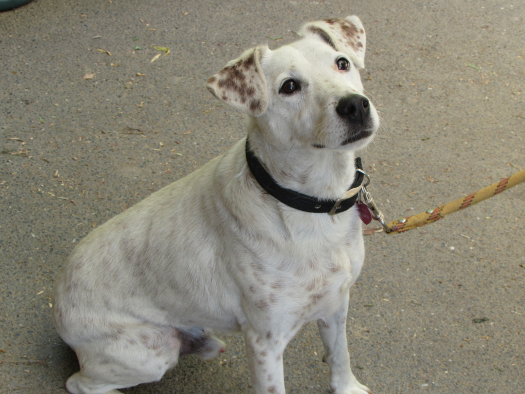 ADOPTION DE LUCKY Img_7515