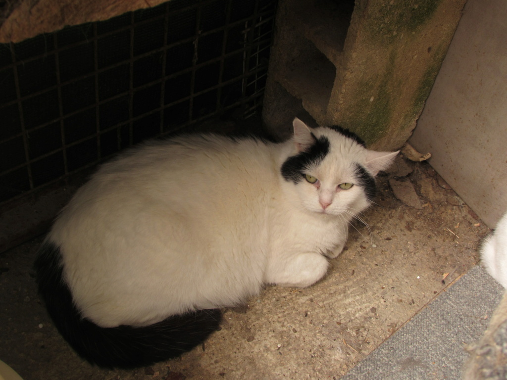 ADOPTION DE MINOU Img_7519