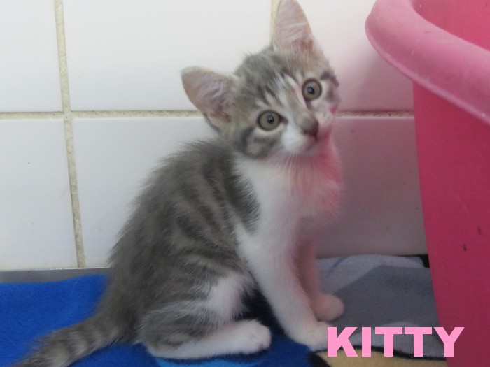 KITTY Kitty_13