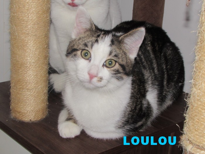 LOULOU Loulou24