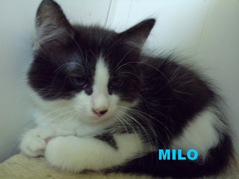 MILO ... Milo_112