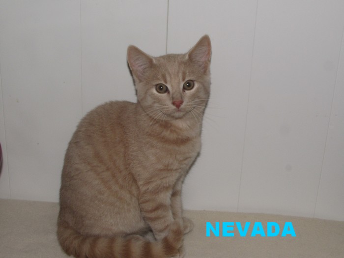 NEVADA Nevada13