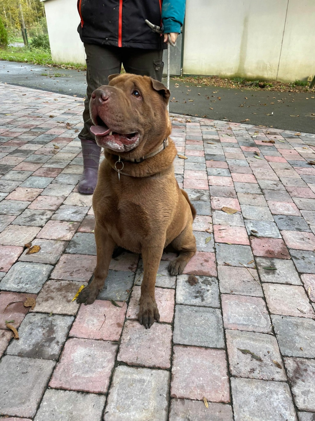 O'MALEY Mâle sharpei de 2018 O_male16