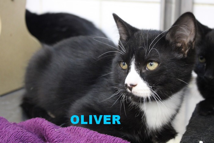 OLIVER et JOEY Oliver10