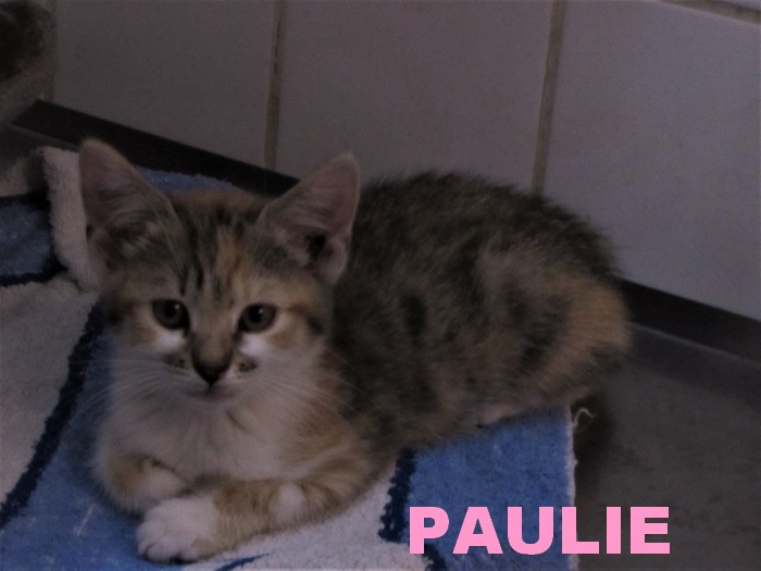 ADOPTION DE PAULIE Paulie16