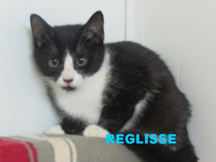 NOUVELLES DE REGLISSE Reglis10