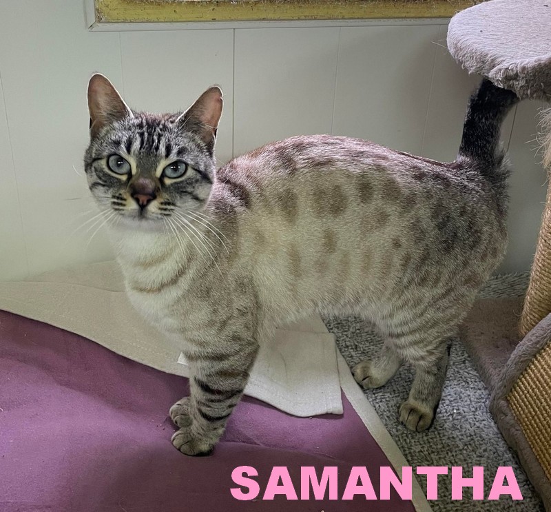 Adoption de SAMANTHA. Samant16