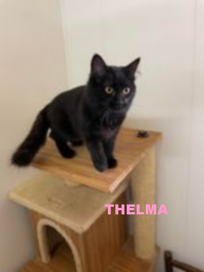 THELMA Thelma10