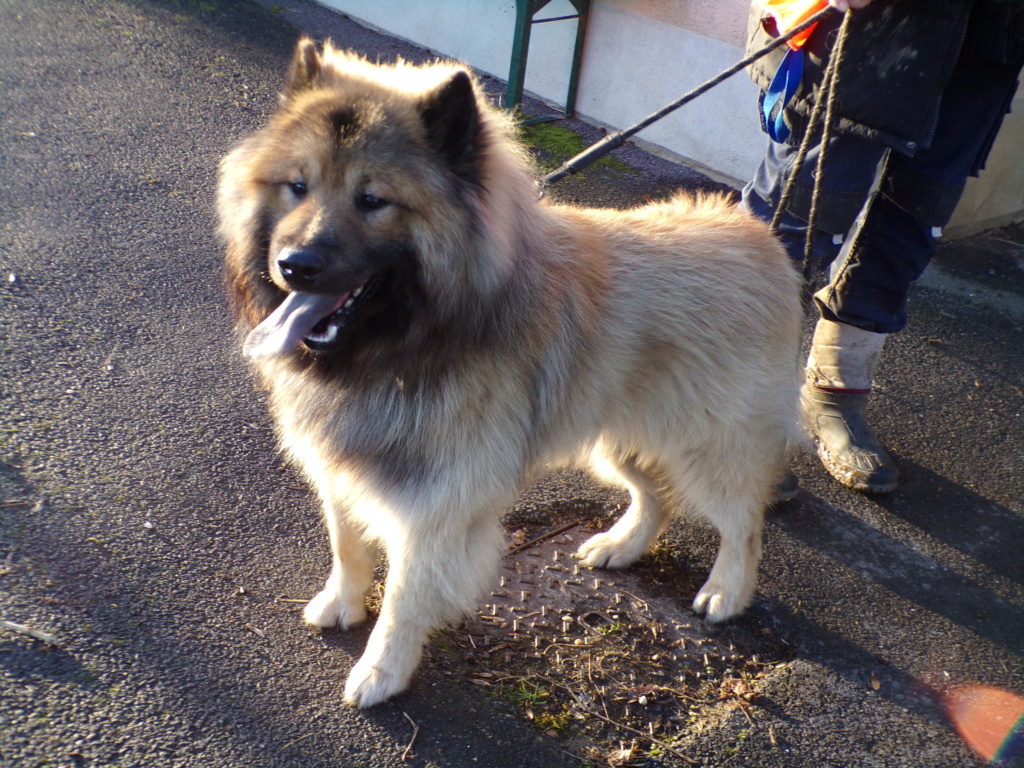 TIBOY Eurasier  Tiboy12