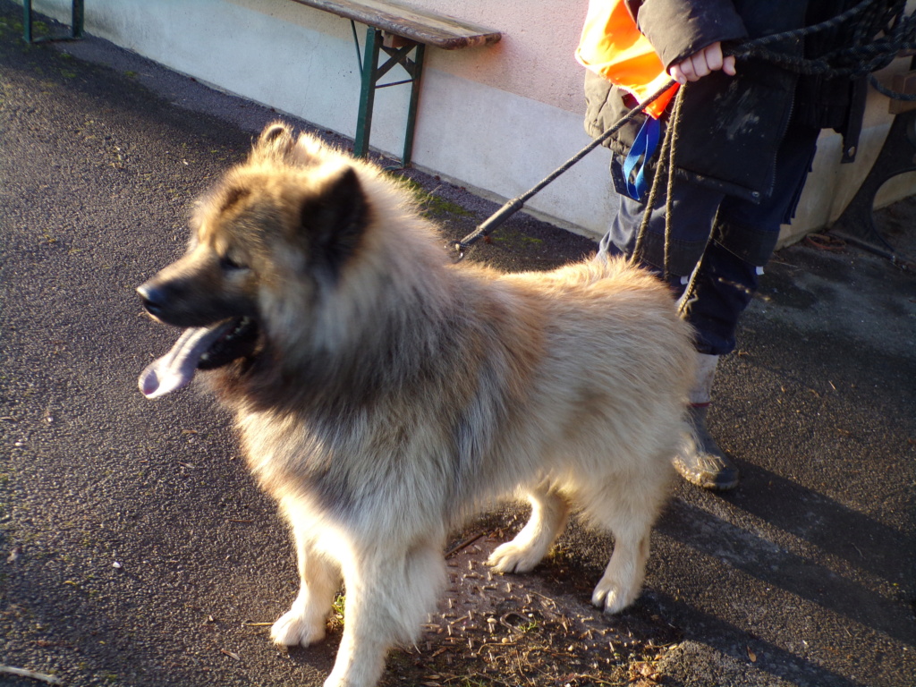 TIBOY Eurasier  Tiboy_16