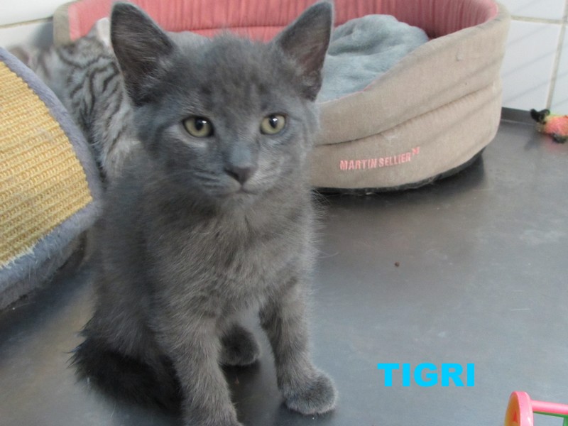 ADOPTION DE TIGRI Tigri11