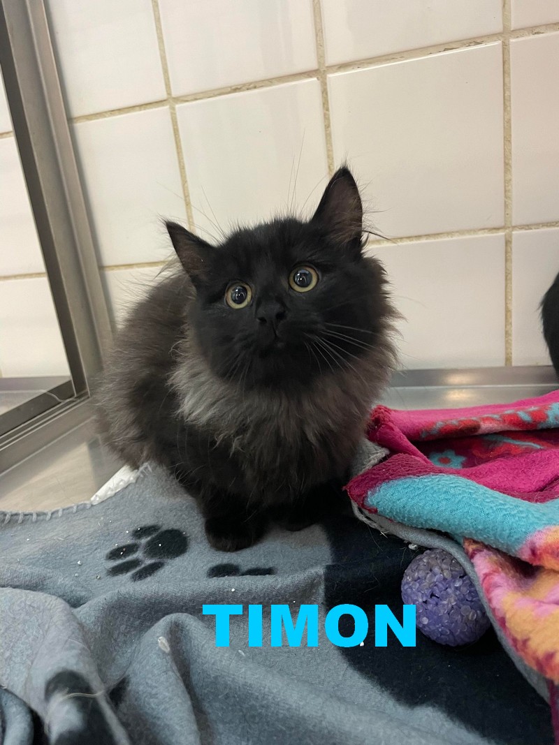 TIMON CHATON Timon_14