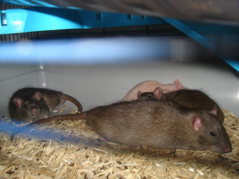 Houmous - Rat - male - couleur Agouti - né le 17/03/2013 - A réserver dispo des le 29/04/13 Dsc09015
