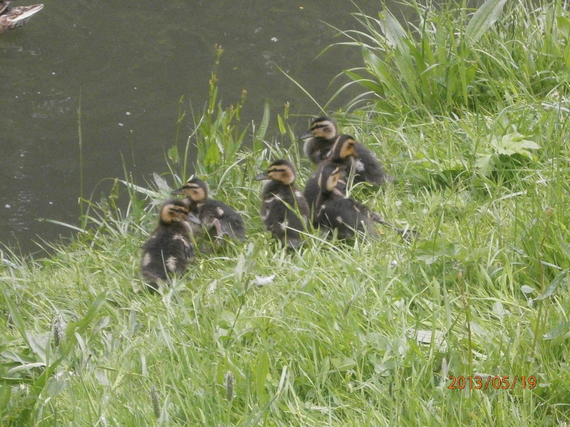 Photos d'oiseaux en ile de France le Week end dernier P5190912