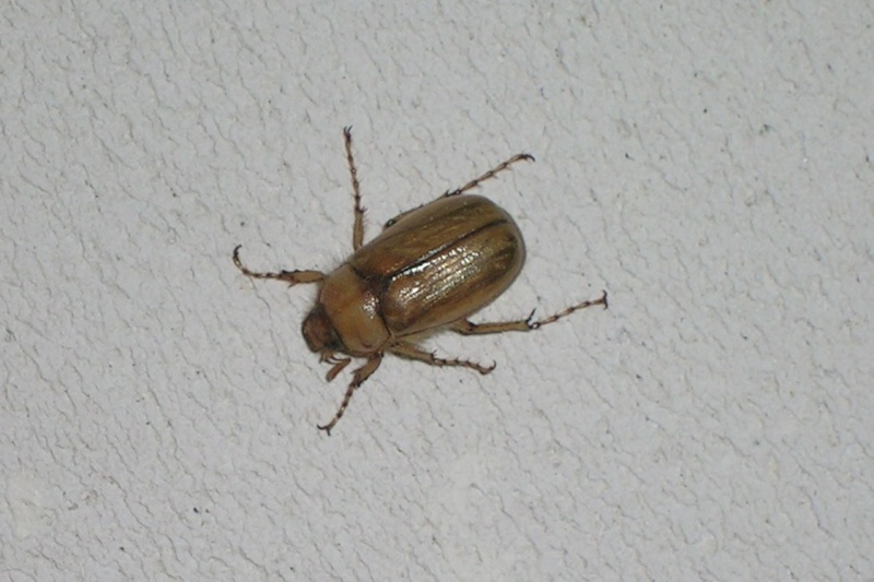 Insecte marron?