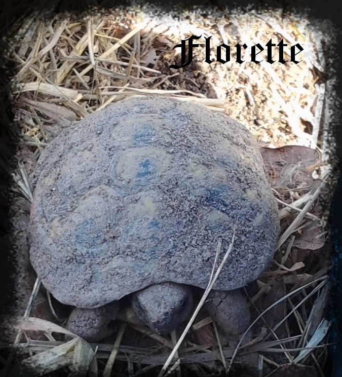♥ Ma petite " Florette " ♥ - Page 3 F010