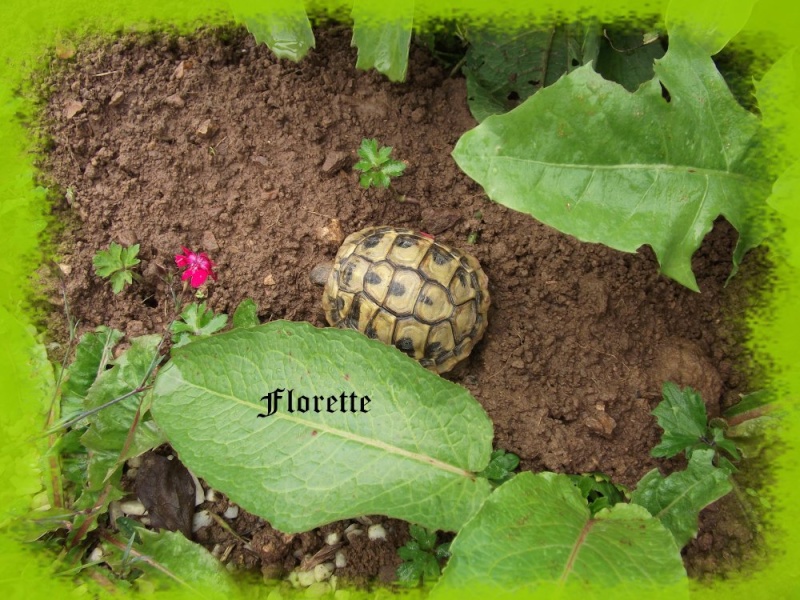 ♥ Ma petite " Florette " ♥ - Page 3 F011