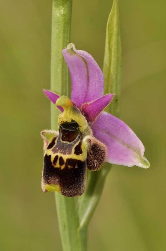 Ophrys gresivaudanica, Bugey, Juin 2013 Gresi810
