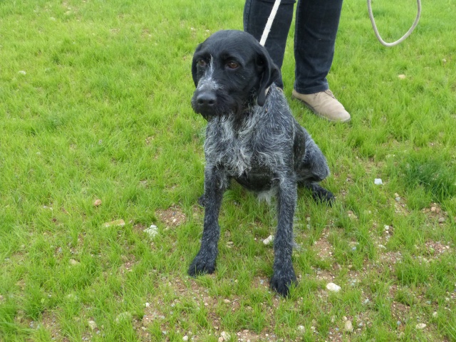 NALI  -  croisée Griffon  Korthal  5 ans  -  SPA  DE  POITIERS  (86) 12310310