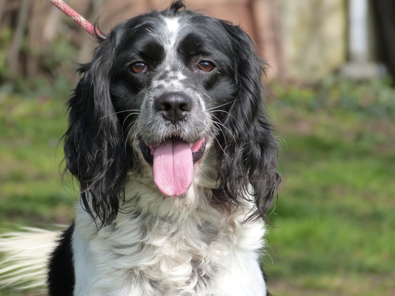 SHOKO  -  Springer  6 ans  -  SPA  DE  POITIERS  (86) 224_f_11