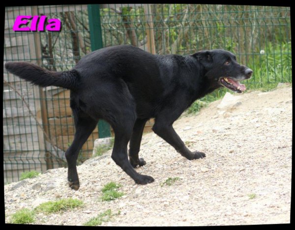 ELLA  -  croisée Labrador  6 ans (5 ans de refuge)  -  SPA  DE  MARSEILLE  (13) 31523710