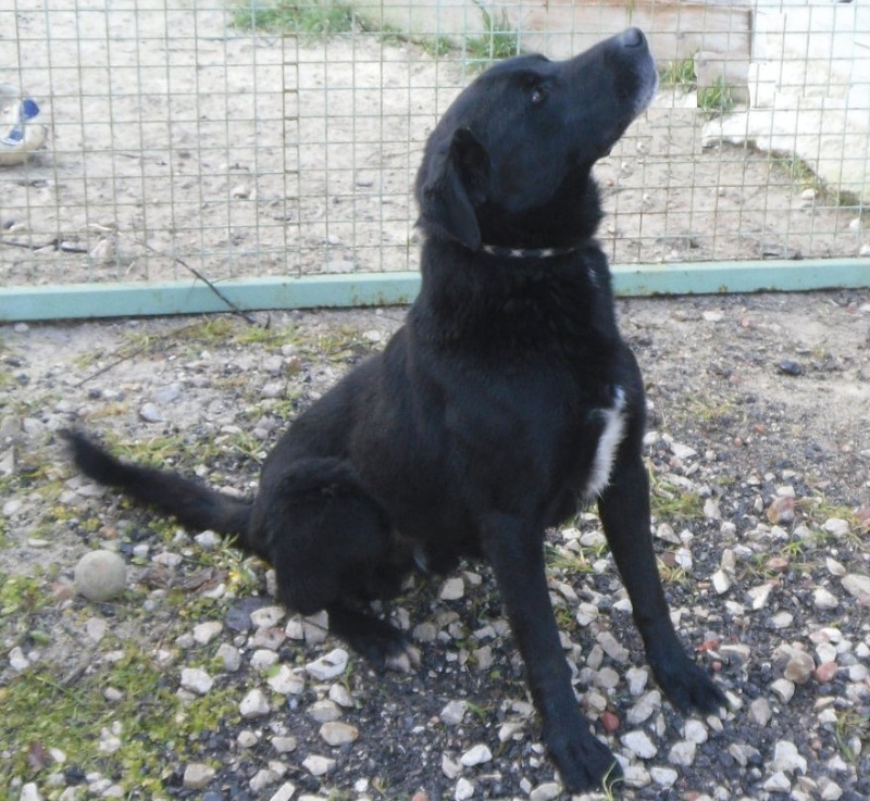 ZEBULON  -  croisé Labrador noir 11 ans (5 ans de refuge)  -  CDA à Cabries (13) 4918xl10