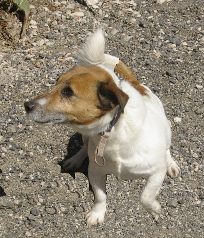 MARIUS  -  Jack Russel  7 ans  -  SPA  DE  CABRIES  (13) 5457ja10