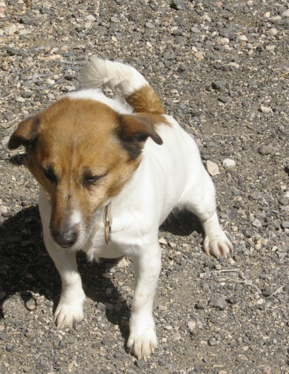 MARIUS  -  Jack Russel  7 ans  -  SPA  DE  CABRIES  (13) 5457ja11