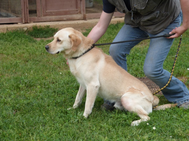 ROCKY  -  croisé Labrador  4 ans  -  SPA  DE  POITIERS  (86) 67363510