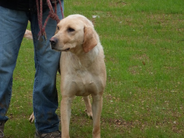 EBENE  -  Labrador  3 ans 1/2 -  SPA  DE  POITIERS  (86) 68115910