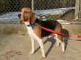 ZOLLINO  -  Beagle  4 ans  -  SPA DE SAVOIE A  CHAMBERY  (73) 6965-210