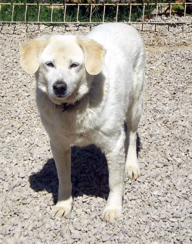 URGENT  ROXY -  croisée Labrador  12 ans  -  REFUGE  DE  LAMALOU  A  BRISSAC   (34) 85612210