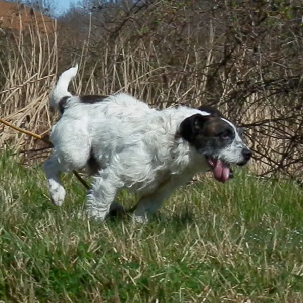 CASIMIR  -  croisé Fox Terrier   -  SPA  DE  VAUX LE PENIL  (77) Casimi10