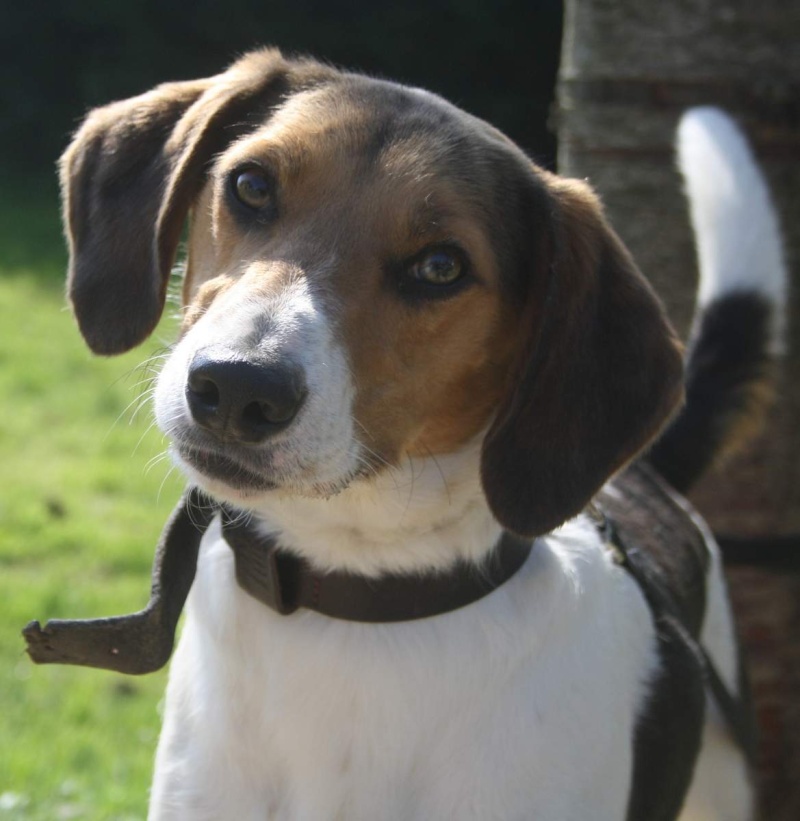 HEAVY  -  croisé Beagle  2 ans  -  SPA  DE  CHAMARANDE  (91) Chien211