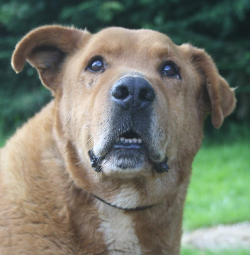 SAPERLI  -  croisé Berger  9 ans (trop longtemps au refuge)  -  SPA  DE  CHAMARANDE  (91) Chien224