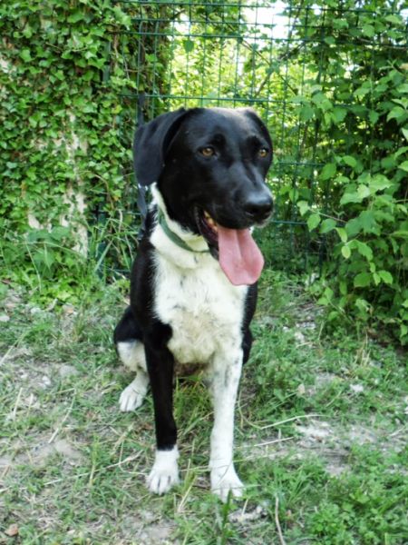 DORA  -  croisée Labrador  5 ans  -  ASPA  DE  VALENCE  (26) Dora1510