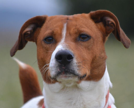 FRIPOUILLE  -  Jack Russel  3 ans  -  SANS COLLIER DE PROVENCE A  GAREOULT  (83) Fripou11