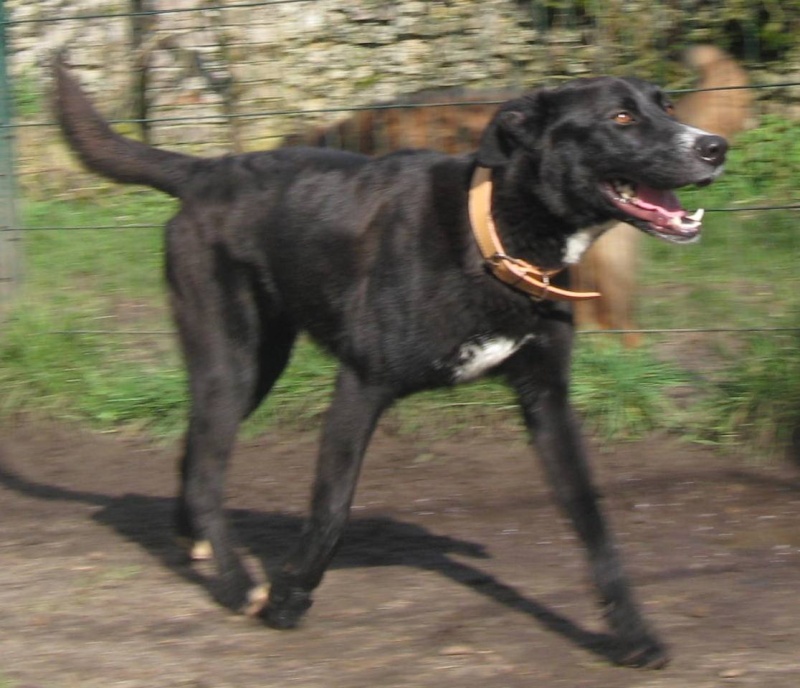 GAYLORD  -  croisé Berger / Labrador  2 ans  -  SPA  D' YVRE  L' EVEQUE  (72) Gaylor11