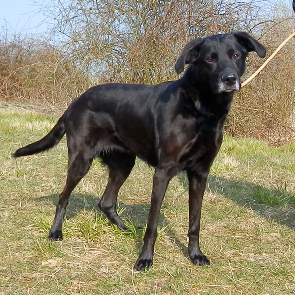 LENA  -  croisée Labrador    -  SPA DE  VAUX  LE  PENIL  (77) Lena1411