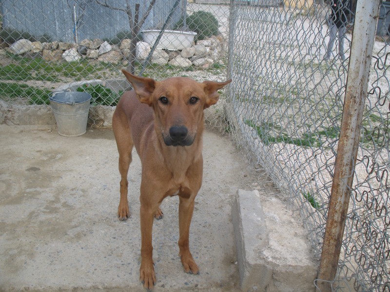 LUCKY  -  Podenco  3 ans  -  ASAAP  A  ILLE  SUR  TET  (66) Lucky_10