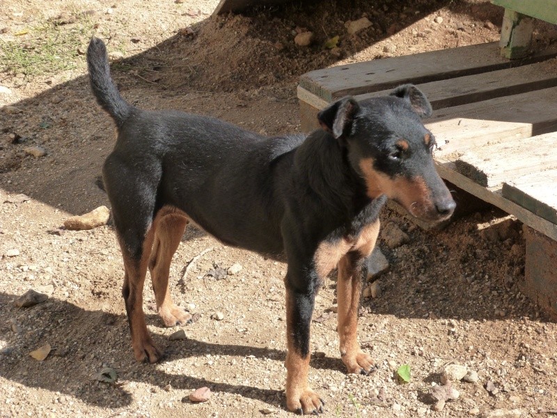 PIN'UP  -  Jagd Terrier  7 ans  -  SPA  DE  POITIERS  EN  FA  (86) P1030511