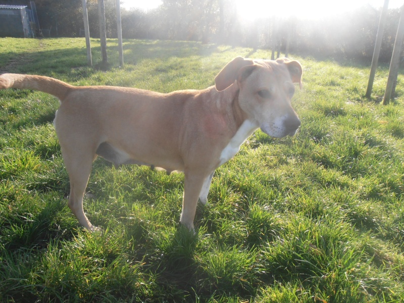 GRENADE  -  croisée Labrador  5 ans  -  SPA  CHATEAU  D' OLONNE  (85) Pb224411