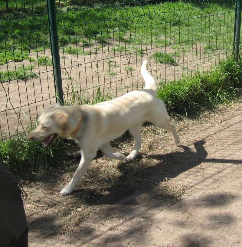 TIDGE  -  Labrador  2 ans  -  SPA  D' YVRE  L' EVEQUE  (72) Tidge110