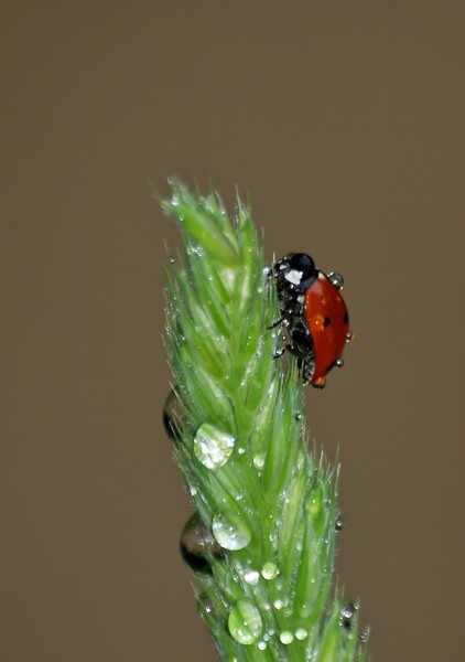 coccinelle  P5204710