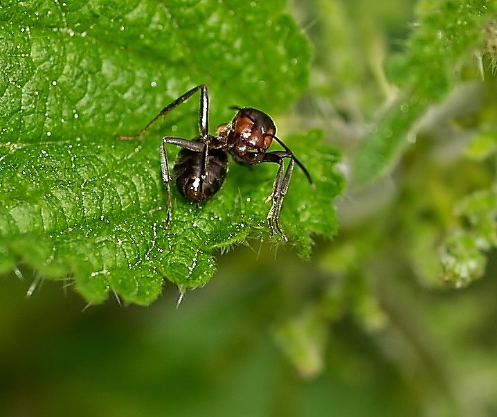 3 insectes au 50 mm P6217012