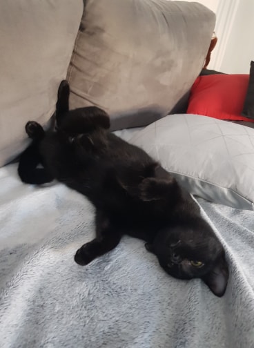 NOUVELLES DE BAGHEERA (82705) ex PEPINETTE ADOPTEE LE 30 JANVIER 2019 Baghee14